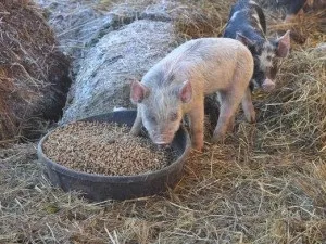 Грамотно складений раціон годування поросят в домашніх умовах