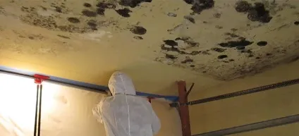 Грибок у ванній на стелі як прибрати своїми руками, фото і відео інструкція (руками) Грибок у ванній на стелі як прибрати своїми руками, фото і відео інструкція
