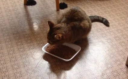 гречка котам
