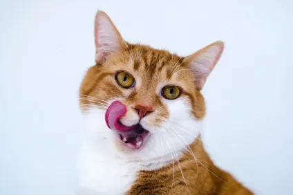 гречка котам
