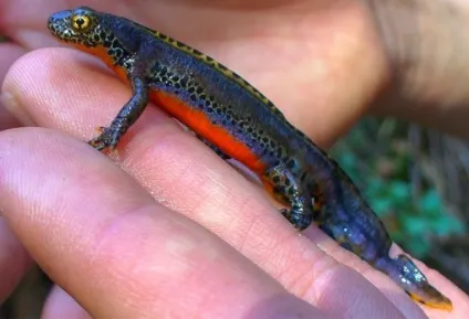 Тритон гребінчастий (triturus cristatus) фото парамезотритон китайський, опис розмноження біологія (бородавчастий) Тритон гребінчастий (triturus cristatus) фото парамезотритон китайський, опис розмноження біологія