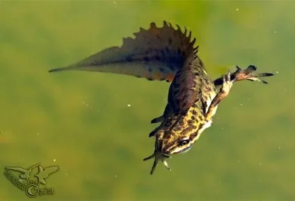 Тритон гребінчастий (triturus cristatus) фото парамезотритон китайський, опис розмноження біологія (cristatus) Тритон гребінчастий (triturus cristatus) фото парамезотритон китайський, опис розмноження біологія