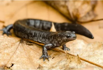 Тритон гребінчастий (triturus cristatus) фото парамезотритон китайський, опис розмноження біологія (бородавчастий) Тритон гребінчастий (triturus cristatus) фото парамезотритон китайський, опис розмноження біологія