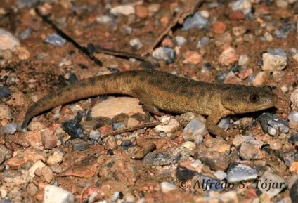 Тритон гребінчастий (triturus cristatus) фото парамезотритон китайський, опис розмноження біологія (опис) Тритон гребінчастий (triturus cristatus) фото парамезотритон китайський, опис розмноження біологія