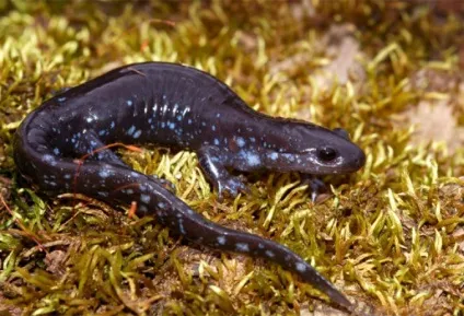 Тритон гребінчастий (triturus cristatus) фото парамезотритон китайський, опис розмноження біологія (cristatus) Тритон гребінчастий (triturus cristatus) фото парамезотритон китайський, опис розмноження біологія