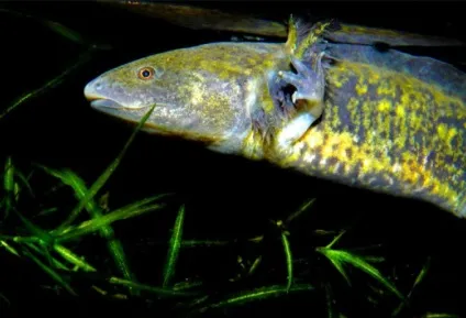 Тритон гребінчастий (triturus cristatus) фото парамезотритон китайський, опис розмноження біологія (опис) Тритон гребінчастий (triturus cristatus) фото парамезотритон китайський, опис розмноження біологія