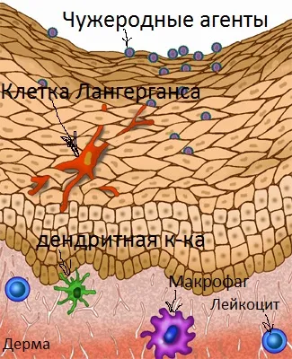 імунітет шкіри
