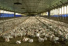 Інтенсивне сільське господарство