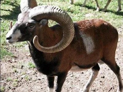 Цікаво, чи є роги у вівці
