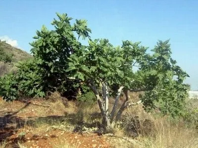 Інжир - користь і шкода (вуглеводів баластних речовин) Інжир - користь і шкода