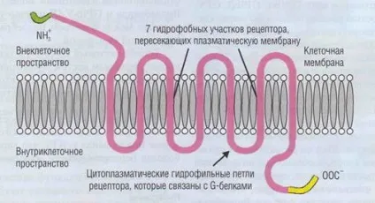 Інтегріни - студопедія