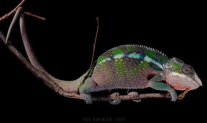 Цікаві факти про хамелеонах - новини в фотографіях () Цікаві факти про хамелеонах - новини в фотографіях