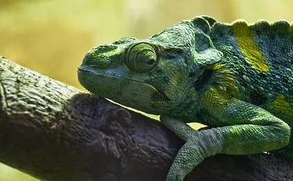 Цікаві факти про хамелеонах - новини в фотографіях () Цікаві факти про хамелеонах - новини в фотографіях