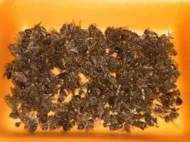 Бджолиний підмор настоянка, застосування, лікування (лікування) Бджолиний підмор настоянка, застосування, лікування