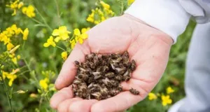 Бджолиний підмор при цукровому діабеті - як використовувати, лікування (цукровому) Бджолиний підмор при цукровому діабеті - як використовувати, лікування