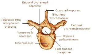 Перелом поперечних відростків хребта (відростків) Перелом поперечних відростків хребта