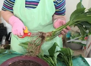 Пересаджуємо антуріум в домашніх умовах (пересадка квітучого антуриума) Пересаджуємо антуріум в домашніх умовах