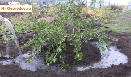 Пересадка агрусу восени на нове місце - вибір ділянки та схема проведення робіт (місце) Пересадка агрусу восени на нове місце - вибір ділянки та схема проведення робіт