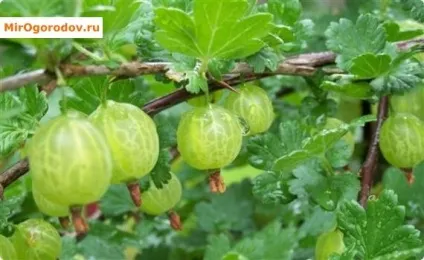 Пересадка агрусу восени на нове місце - вибір ділянки та схема проведення робіт (пересадка) Пересадка агрусу восени на нове місце - вибір ділянки та схема проведення робіт
