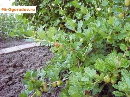 Пересадка агрусу восени на нове місце - вибір ділянки та схема проведення робіт (місце) Пересадка агрусу восени на нове місце - вибір ділянки та схема проведення робіт