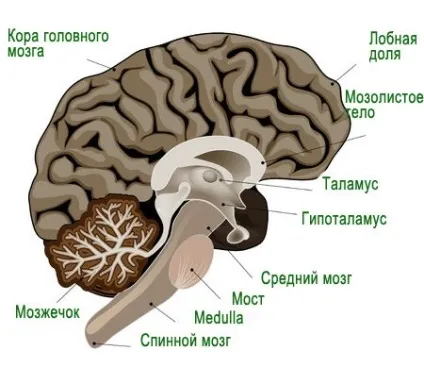 Задній мозок (мозочок, міст мозку)