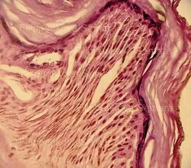 Виготовлення гістологічних препаратів (виготовлення) Виготовлення гістологічних препаратів
