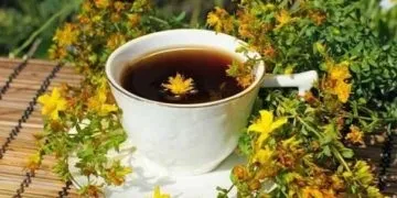 Іван чай, лікувальні властивості, протипоказання (властивості) Іван чай, лікувальні властивості, протипоказання