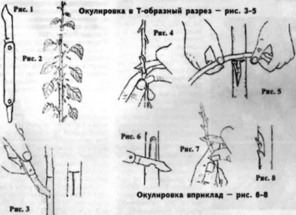 Липневі щеплення ниркою плодових дерев - сади сибіру (окулірування) Липневі щеплення ниркою плодових дерев - сади сибіру