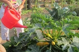 Як часто потрібно поливати кабачки магія рослин (поливати) Як часто потрібно поливати кабачки магія рослин