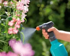 Як боротися з кліщами на дачній ділянці народні засоби і методи (народні) Як боротися з кліщами на дачній ділянці народні засоби і методи