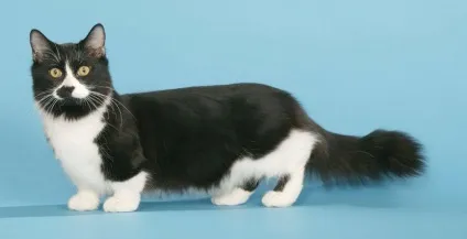 Яка кішка краще