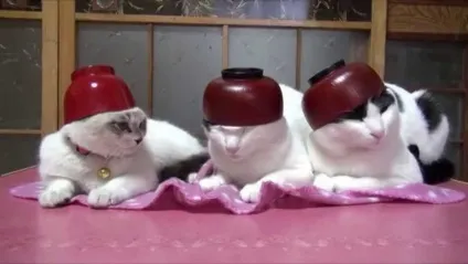 Яка кішка краще