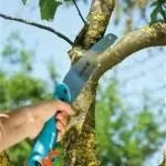 Яке насіння квітів садити в квітні (насіння) Яке насіння квітів садити в квітні