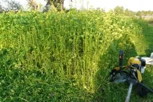 Які сидерати краще сіяти навесні, а які восени (сидерати) Які сидерати краще сіяти навесні, а які восени