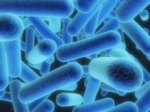 Які бактерії є збудниками хвороб бактерії і людина