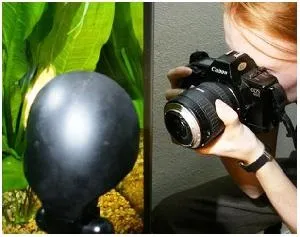Як фотографувати акваріум в режимі домашньої макрозйомки (виготовлення) Як фотографувати акваріум в режимі домашньої макрозйомки