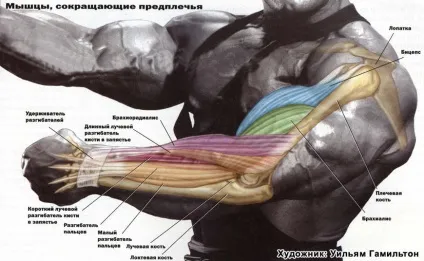 Як еспандером накачати передпліччя - робимо кисті рук сильніше