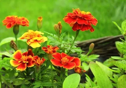 Які квіти садити на розсаду в квітні (розсаду) Які квіти садити на розсаду в квітні