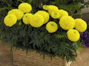 Як красиво посадити чорнобривці на клумбі фото огляд, рекомендації фахівців (чорнобривці) Як красиво посадити чорнобривці на клумбі фото огляд, рекомендації фахівців