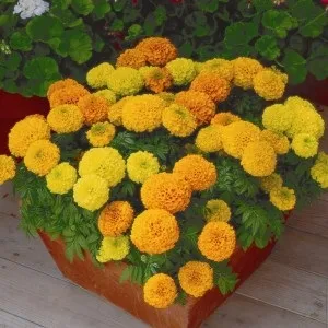 Як красиво посадити чорнобривці на клумбі фото огляд, рекомендації фахівців (посадити) Як красиво посадити чорнобривці на клумбі фото огляд, рекомендації фахівців