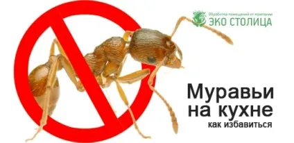 Як позбутися від мурашок на кухні (позбутися) Як позбутися від мурашок на кухні