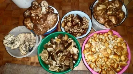 Як ми їздили за грибами (для батьків) Як ми їздили за грибами