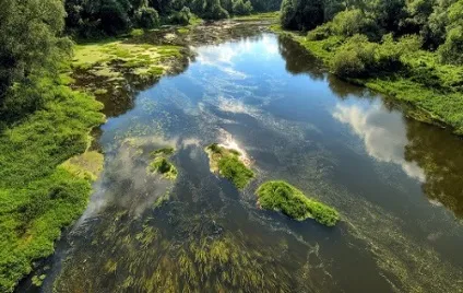 Як ловити коропа в річці вибір правильного місця зі снастями (вибір) Як ловити коропа в річці вибір правильного місця зі снастями
