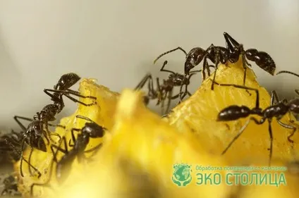 Як позбутися від мурашок на кухні (кухні) Як позбутися від мурашок на кухні