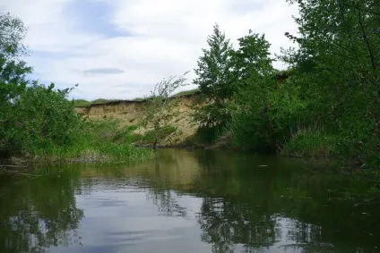 Як ловлять коропа на невеликій річці (коропа) Як ловлять коропа на невеликій річці