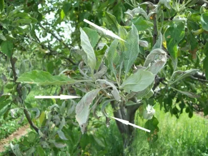 Як лікувати яблуню (яблуні) Як лікувати яблуню