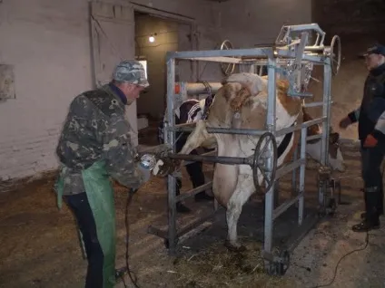 Як лікувати пухлину у корови над копитом