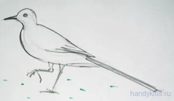 Як намалювати трясогузку поетапно (як намалювати трясогузку) Як намалювати трясогузку поетапно