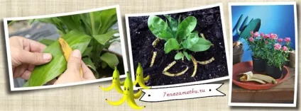 Як можна використовувати бананову шкірку (бананову) Як можна використовувати бананову шкірку