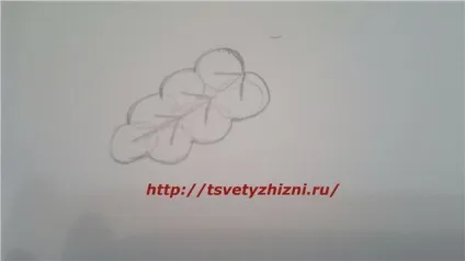 Як намалювати листя, квіти життя (як намалювати лист клена) Як намалювати листя, квіти життя